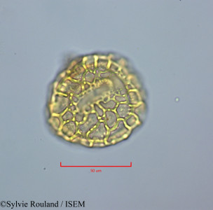 Peltophorum inerme - lame n° 47223