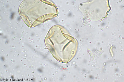 Sylvie.Rouland/Pennisetum_typhoideum_5267/Pennisetum_typhoideum_5267_0001(copy)_thumb.jpg