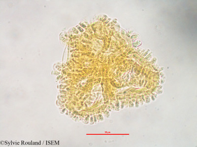 Sylvie.Rouland/Pentachlaena_latifolia_3244/Pentachlaena_latifolia_3244_0001(copy)_thumb.jpg