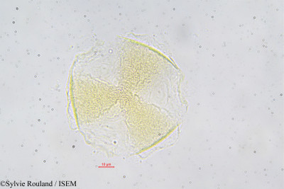 Pentaclethra eetveldeana - lame n° 42395
