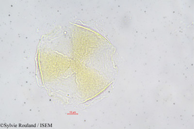 Pentaclethra eetveldeana - lame n° 42395