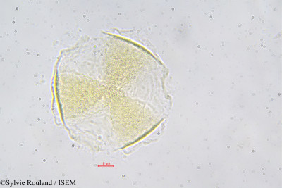 Pentaclethra eetveldeana - lame n° 42395