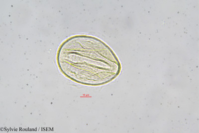 Pentaclethra eetveldeana - lame n° 42395