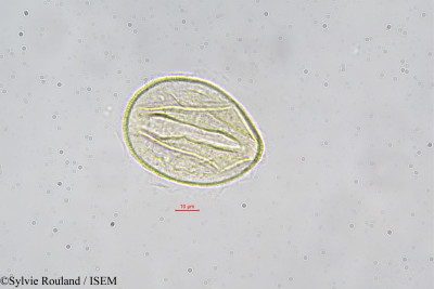 Pentaclethra eetveldeana - lame n° 42395