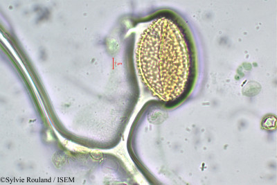 Peperomia portulacoides - lame n° 156