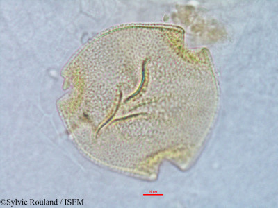 Sylvie.Rouland/Peponidium_horridum_2904/Peponidium_horridum_2904_0001(copy)_thumb.jpg