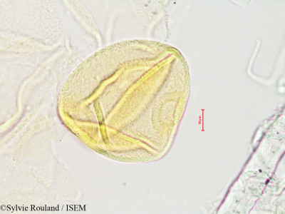 Sylvie.Rouland/Peponium_humbertii_4895/Peponium_humbertii_4895_0001(copy)_thumb.jpg