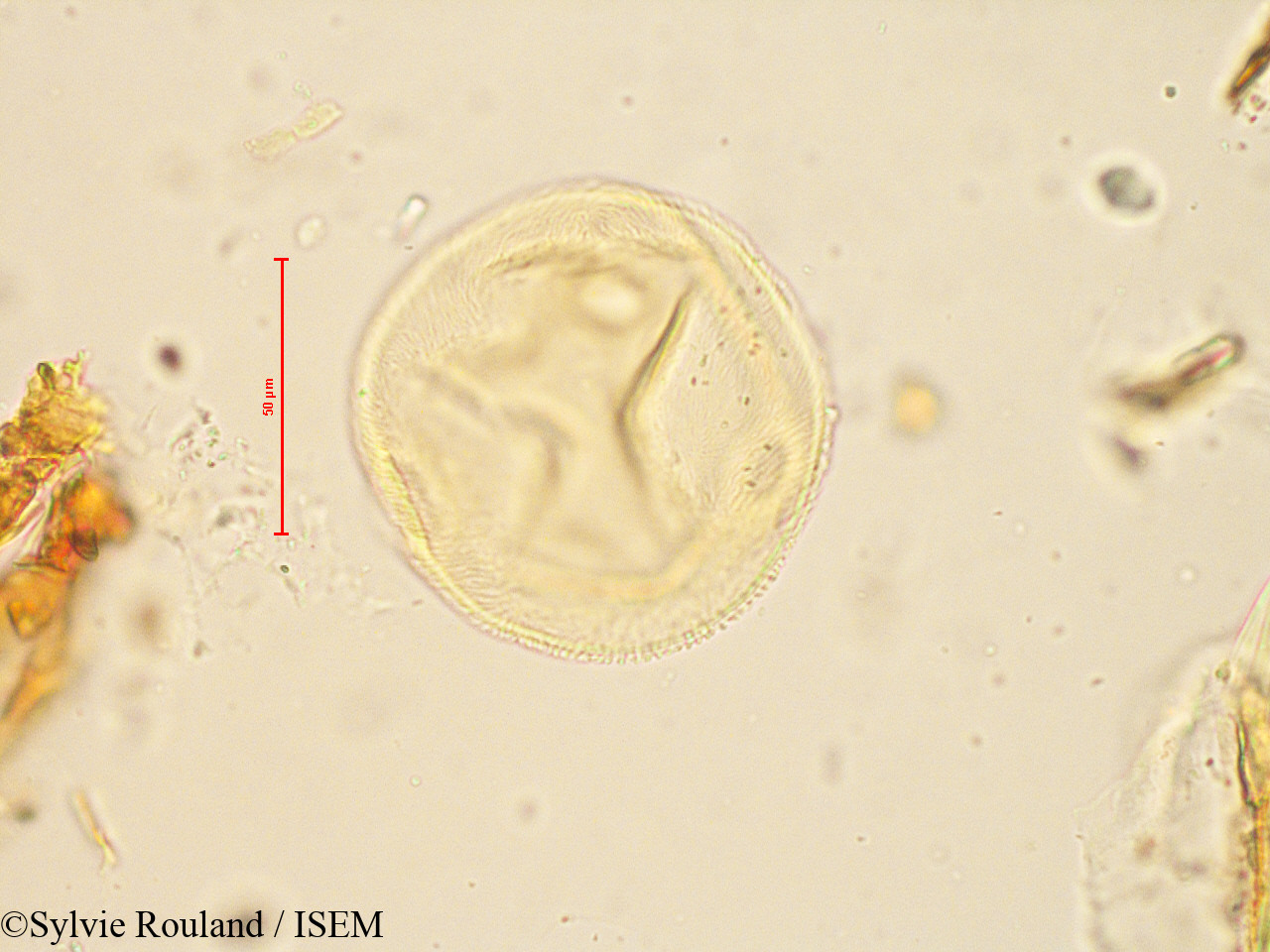 Sylvie.Rouland/Peponium_racemosum_4886/Peponium_racemosum_4886_0001(copy).jpg