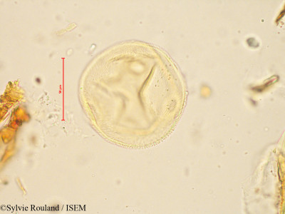 Sylvie.Rouland/Peponium_racemosum_4886/Peponium_racemosum_4886_0001(copy)_thumb.jpg