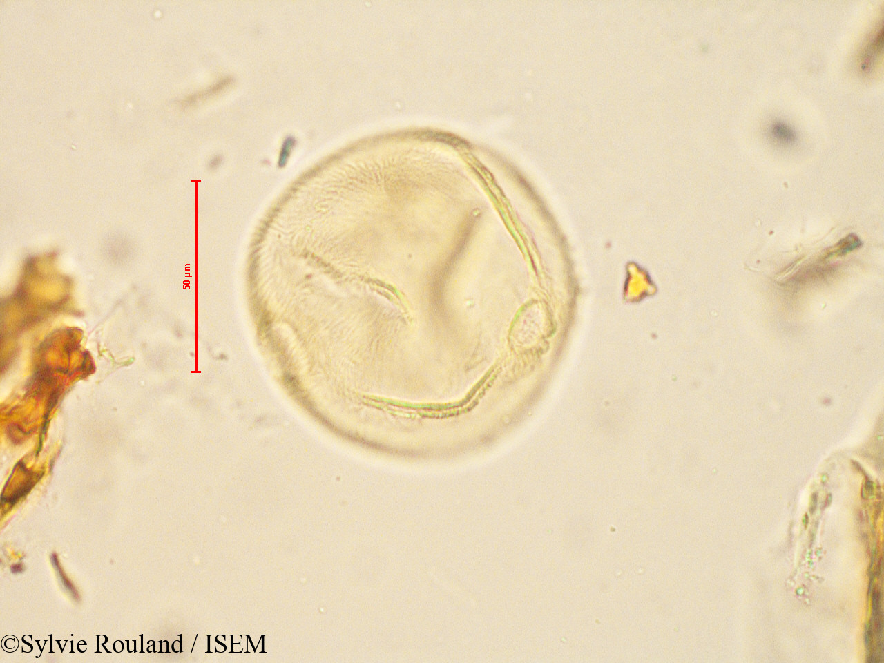 Sylvie.Rouland/Peponium_racemosum_4886/Peponium_racemosum_4886_0002(copy).jpg