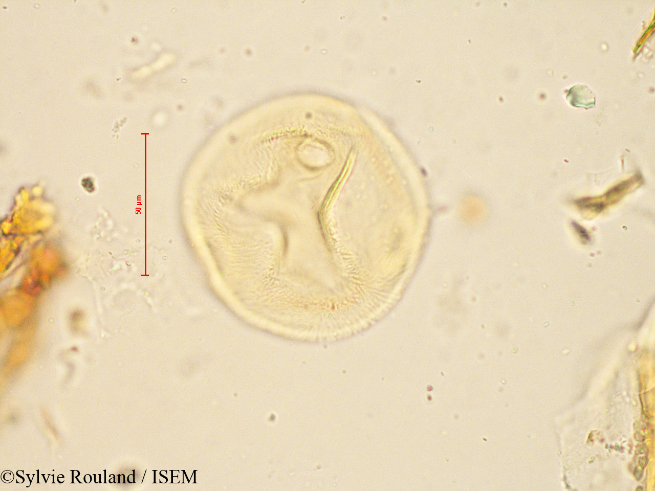 Sylvie.Rouland/Peponium_racemosum_4886/Peponium_racemosum_4886_0003(copy).jpg