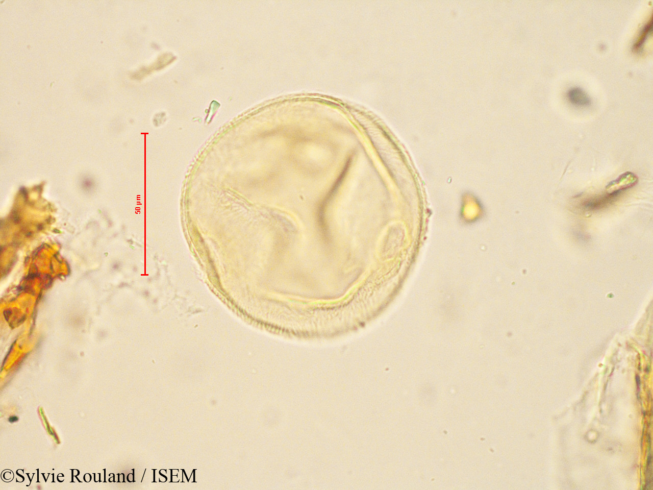 Sylvie.Rouland/Peponium_racemosum_4886/Peponium_racemosum_4886_0004(copy).jpg