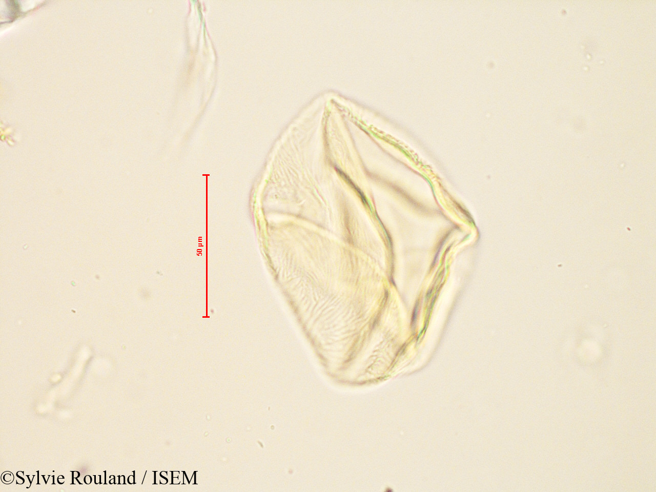 Sylvie.Rouland/Peponium_racemosum_4886/Peponium_racemosum_4886_0005(copy).jpg