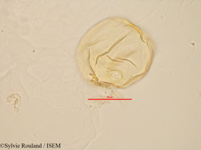 Sylvie.Rouland/Peponium_sp_2832/Peponium_sp_2832_0001(copy)_thumb.jpg