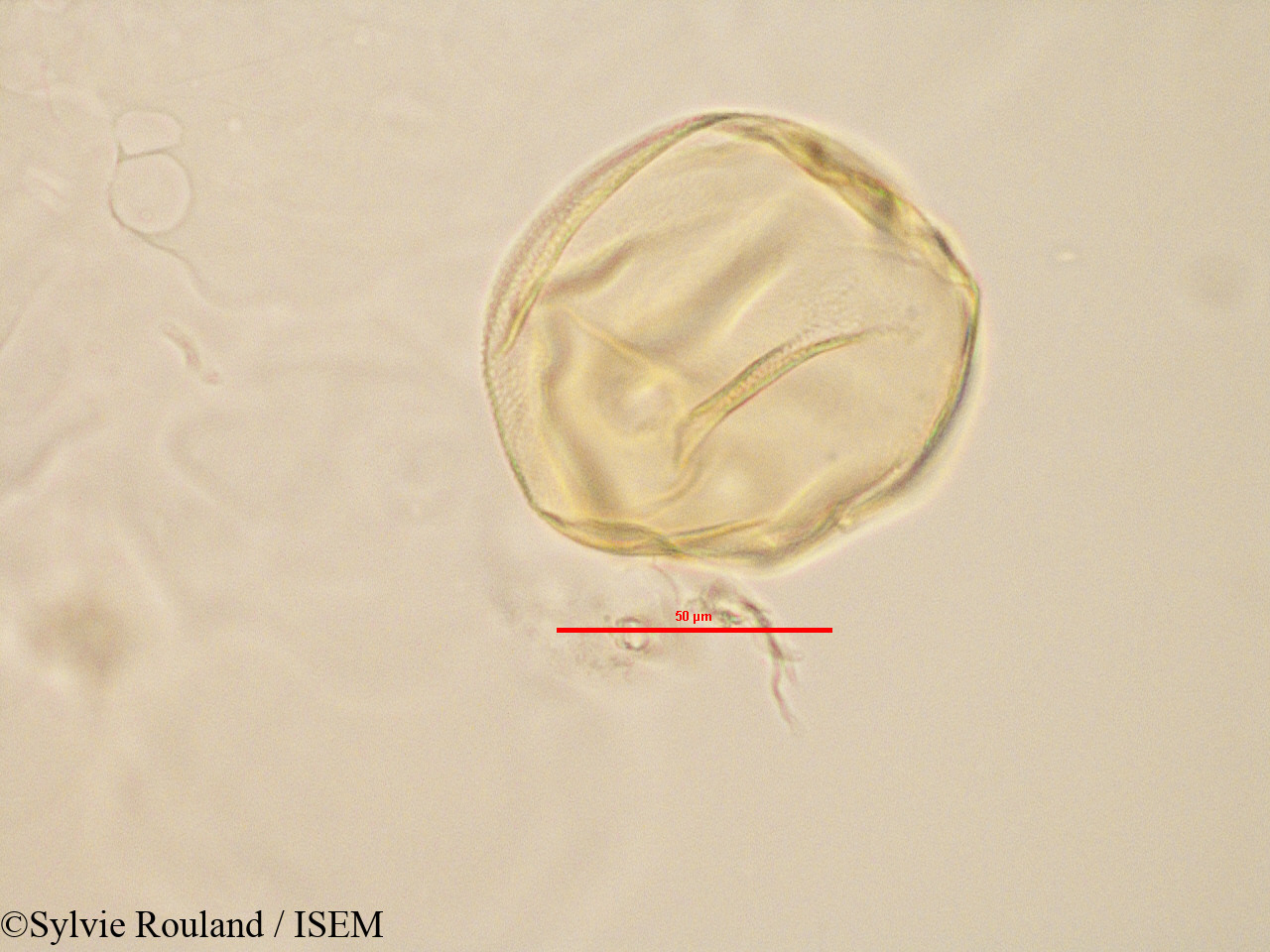 Sylvie.Rouland/Peponium_sp_2832/Peponium_sp_2832_0002(copy).jpg