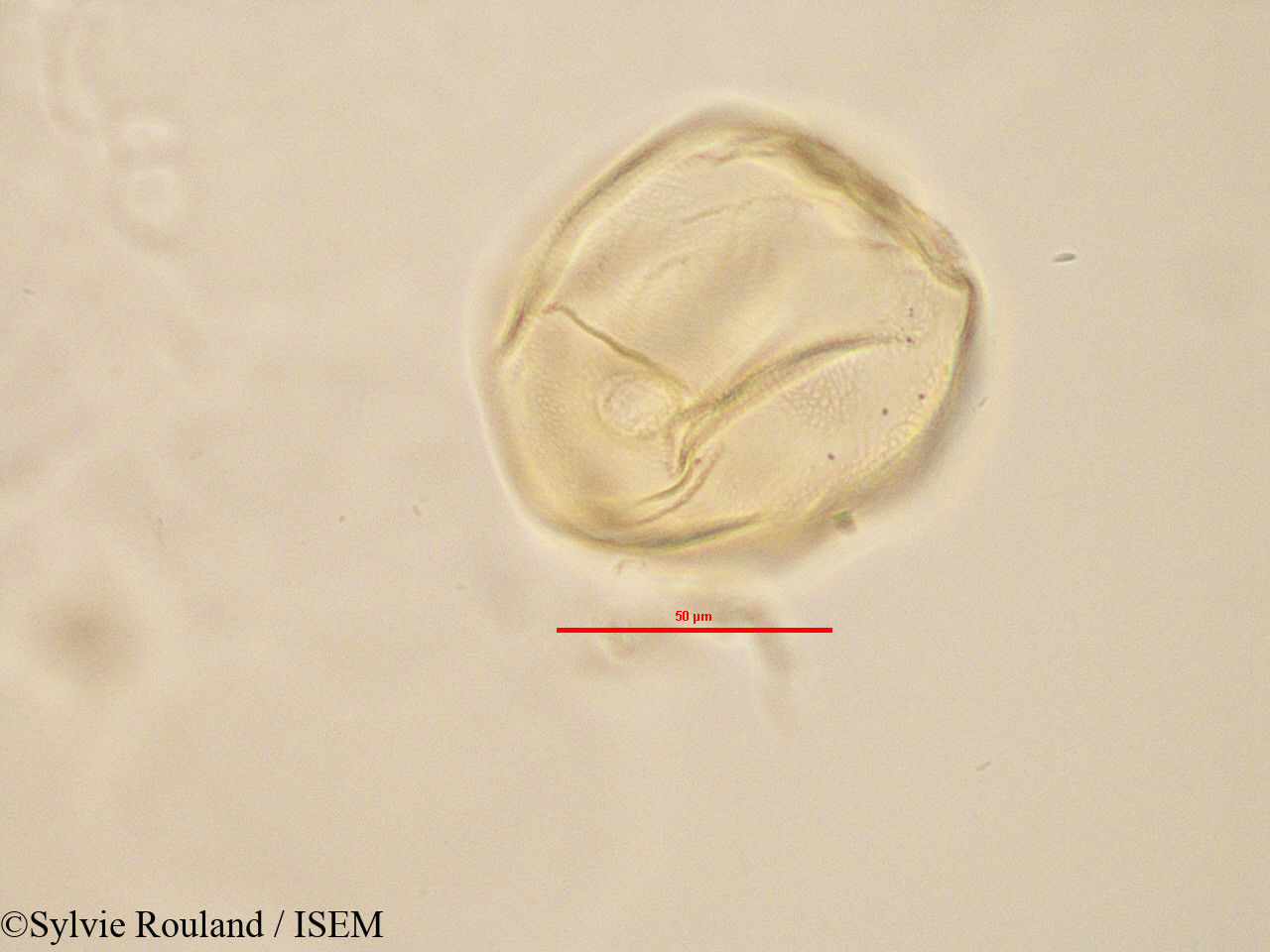 Sylvie.Rouland/Peponium_sp_2832/Peponium_sp_2832_0003(copy).jpg
