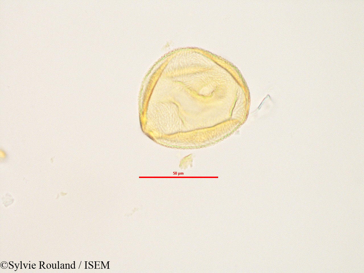 Sylvie.Rouland/Peponium_sp_2833/Peponium_sp_2833_0001(copy).jpg