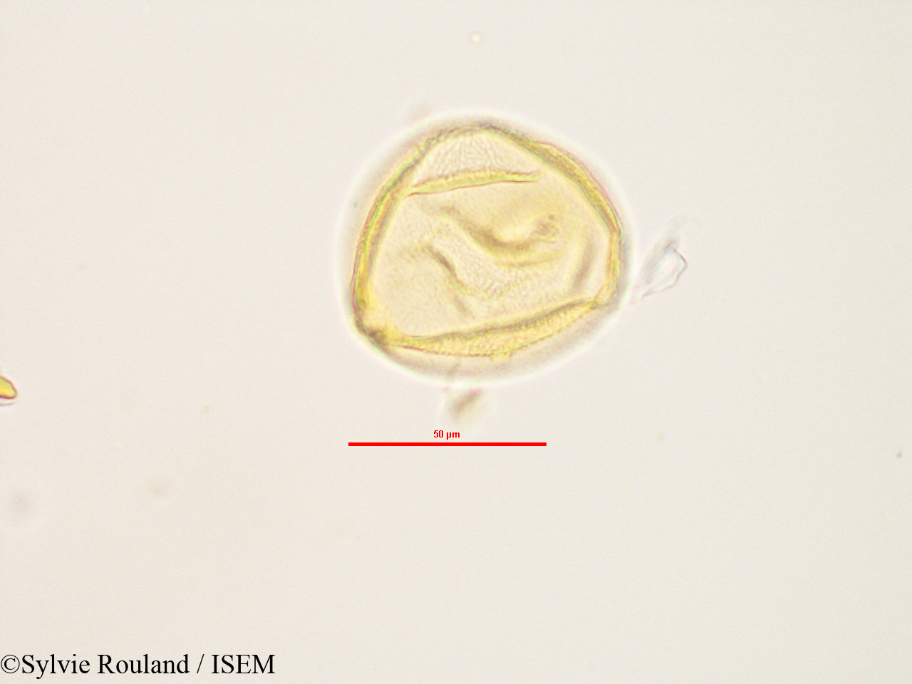 Sylvie.Rouland/Peponium_sp_2833/Peponium_sp_2833_0002(copy).jpg