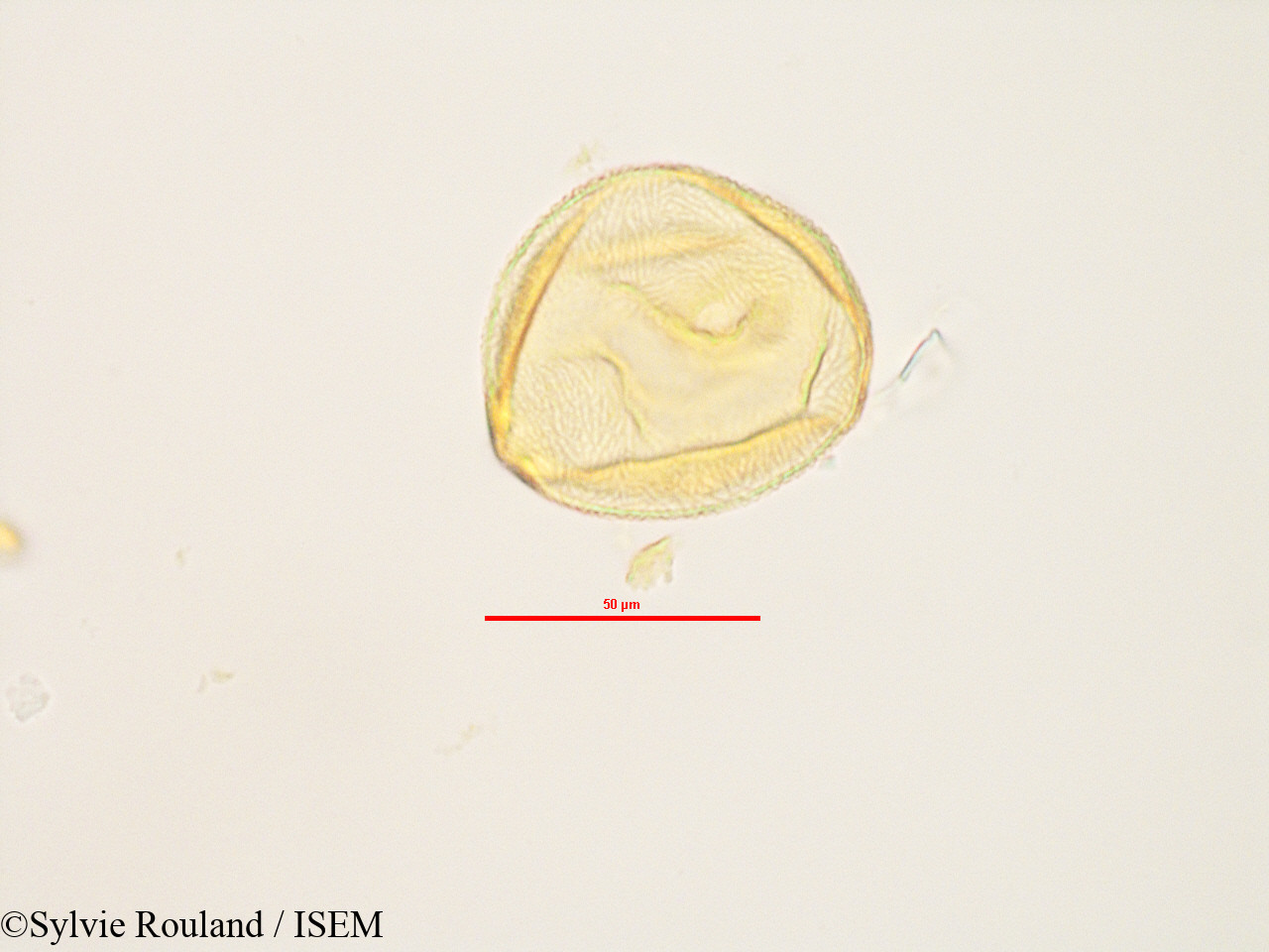 Sylvie.Rouland/Peponium_sp_2833/Peponium_sp_2833_0003(copy).jpg