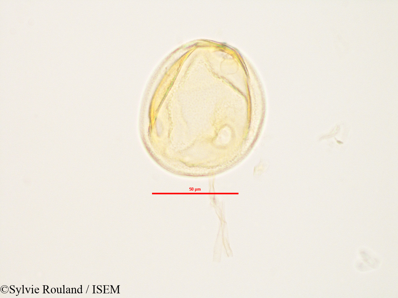 Sylvie.Rouland/Peponium_sp_2833/Peponium_sp_2833_0004(copy).jpg