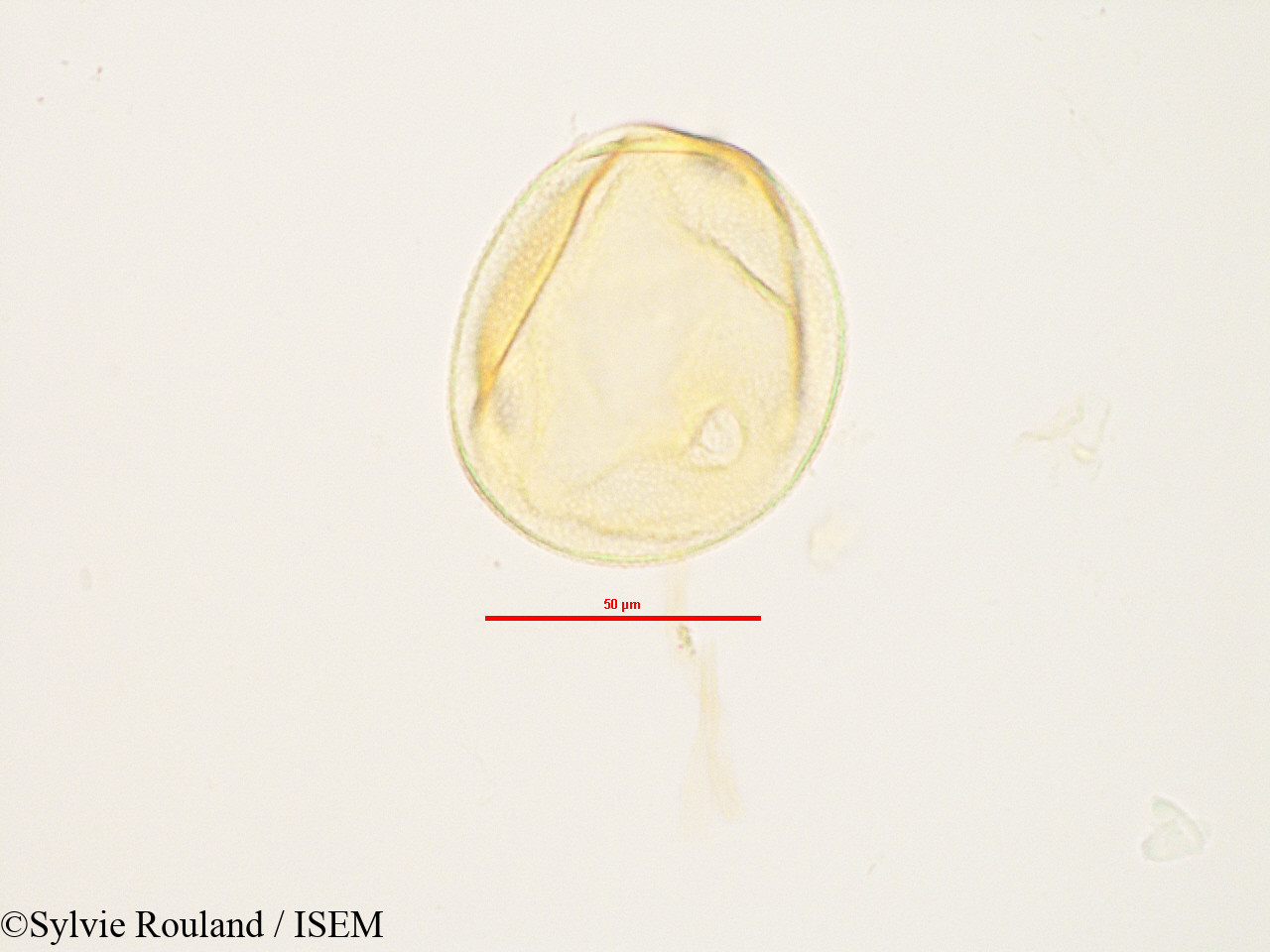 Sylvie.Rouland/Peponium_sp_2833/Peponium_sp_2833_0005(copy).jpg