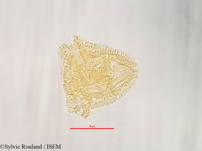Sylvie.Rouland/Perrierodendron_boinense_3239/Perrierodendron_boinense_3239_0001(copy)_thumb.jpg