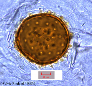 Sylvie.Rouland/Perrierophytum_viridiflorum_1131/Perrierophytum_viridiflorum_1131_0001(copy)_thumb.jpg