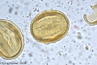 Sylvie.Rouland/Petalidium_barlerioides_5468/Petalidium_barlerioides_5468_0001(copy)_thumb.jpg