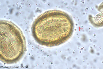 Petalidium barlerioides - lame n° 5468