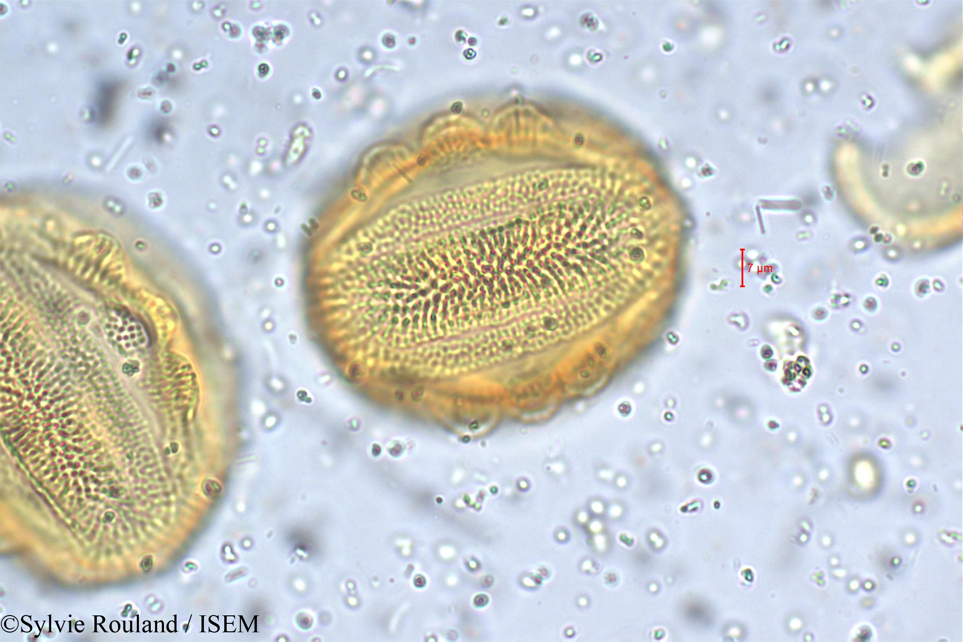 Sylvie.Rouland/Petalidium_barlerioides_5468/Petalidium_barlerioides_5468_0003(copy).jpg
