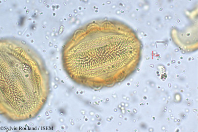 Petalidium barlerioides - lame n° 5468