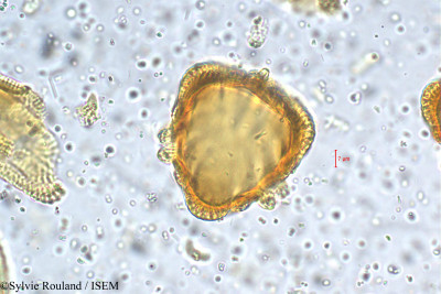 Petalidium barlerioides - lame n° 5468