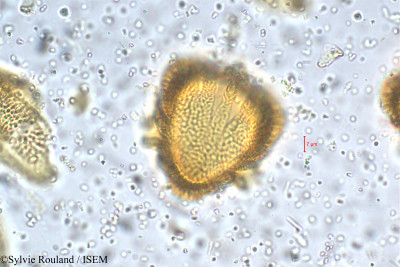 Petalidium barlerioides - lame n° 5468