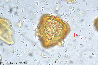 Petalidium barlerioides - lame n° 5468