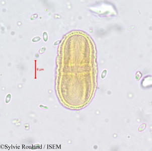 Sylvie.Rouland/Petroselinum_hortense_660/Petroselinum_hortense_660_0001(copy)_thumb.jpg