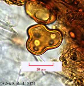 Sylvie.Rouland/Phanerodiscus_perrieri_1364/Phanerodiscus_perrieri_1364_0001(copy)_thumb.jpg