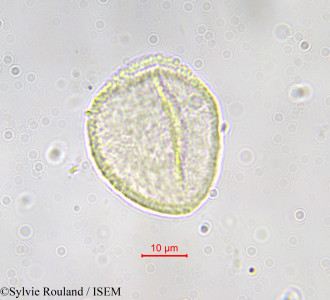Sylvie.Rouland/Phanerogonocarpus_capuronii_586/Phanerogonocarpus_capuronii_586_0001(copy)_thumb.jpg