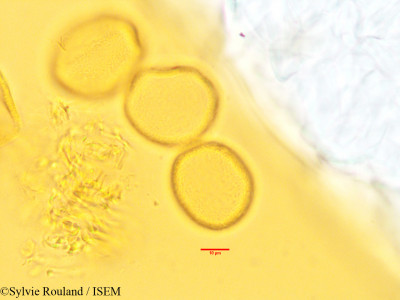 Sylvie.Rouland/Phanerogonocarpus_perrieri_3405/Phanerogonocarpus_perrieri_3405_0001(copy)_thumb.jpg