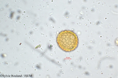 Sylvie.Rouland/Phaseolus_aconitifolius_5268/Phaseolus_aconitifolius_5268_0001(copy)_thumb.jpg