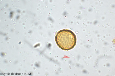 Phaseolus aconitifolius - lame n° 5268
