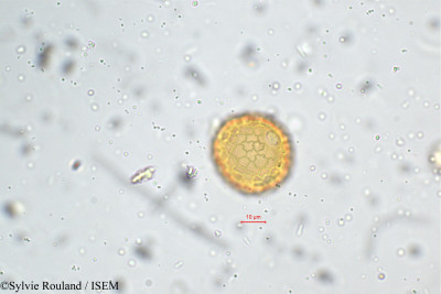 Phaseolus aconitifolius - lame n° 5268