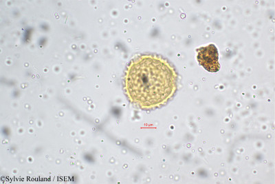 Phaseolus aconitifolius - lame n° 5268