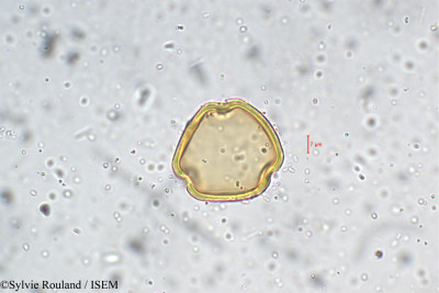 Sylvie.Rouland/Phaseolus_grahamianus_5464/Phaseolus_grahamianus_5464_0001(copy)_thumb.jpg