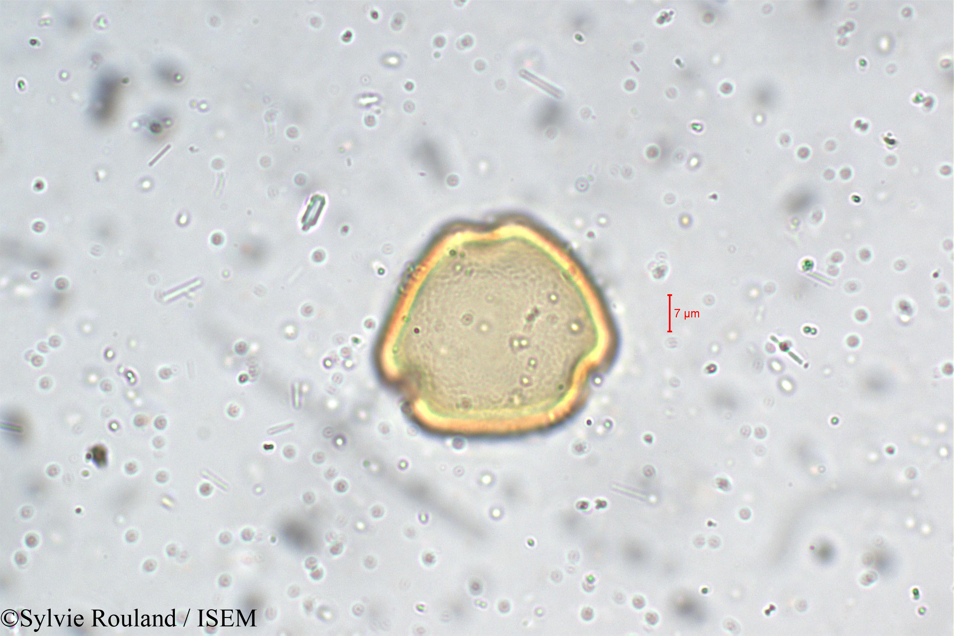 Sylvie.Rouland/Phaseolus_grahamianus_5464/Phaseolus_grahamianus_5464_0002(copy).jpg