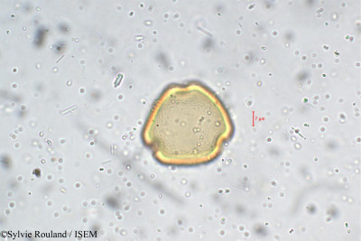 Phaseolus grahamianus - lame n° 5464