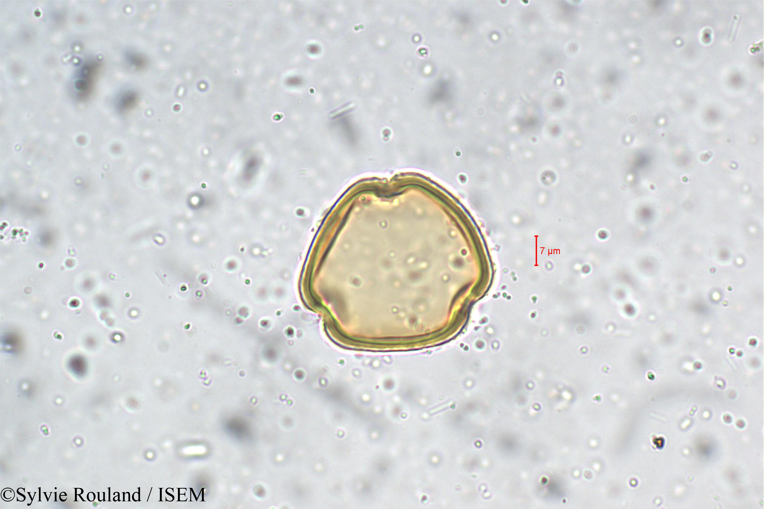 Sylvie.Rouland/Phaseolus_grahamianus_5464/Phaseolus_grahamianus_5464_0003(copy).jpg