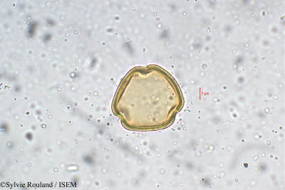 Phaseolus grahamianus - lame n° 5464