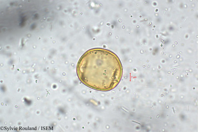 Phaseolus grahamianus - lame n° 5464