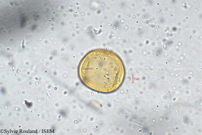 Phaseolus grahamianus - lame n° 5464