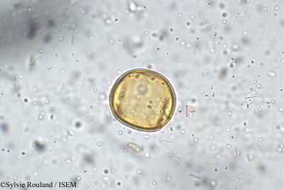 Phaseolus grahamianus - lame n° 5464